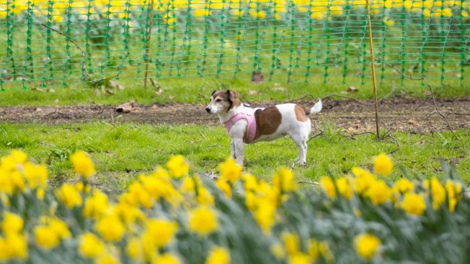 Dresden ist hundefreundlichste Gro&szlig;stadt Deutschlands