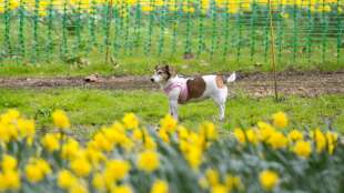 Dresden ist hundefreundlichste Gro&szlig;stadt Deutschlands