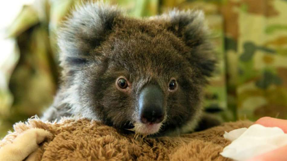 Petition fordert Aufnahme von Koalas in Neuseeland