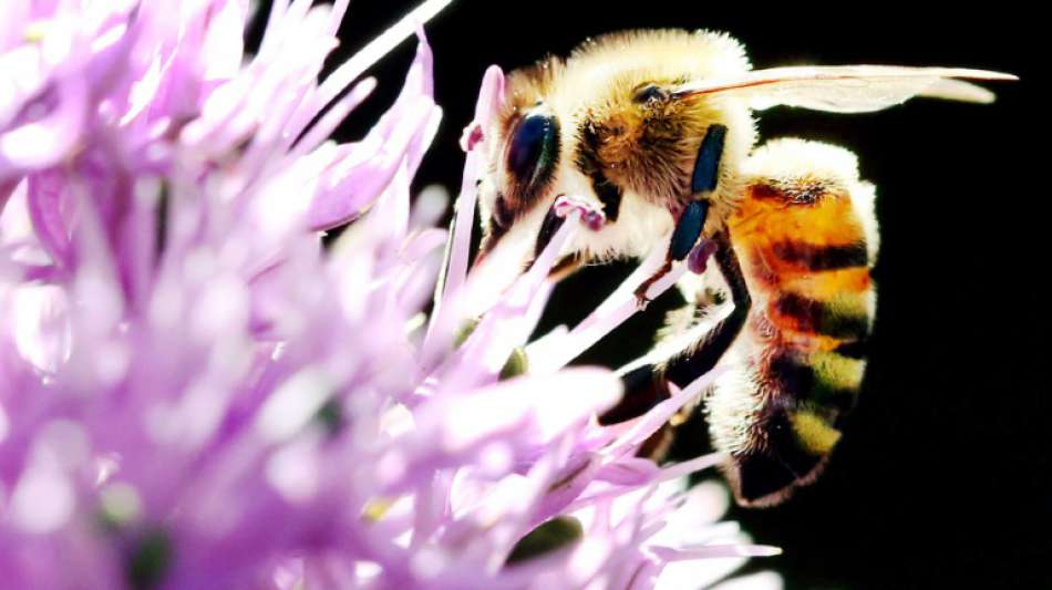 Unionsfraktion kündigt Widerstand gegen Insektenschutzprogramm an
