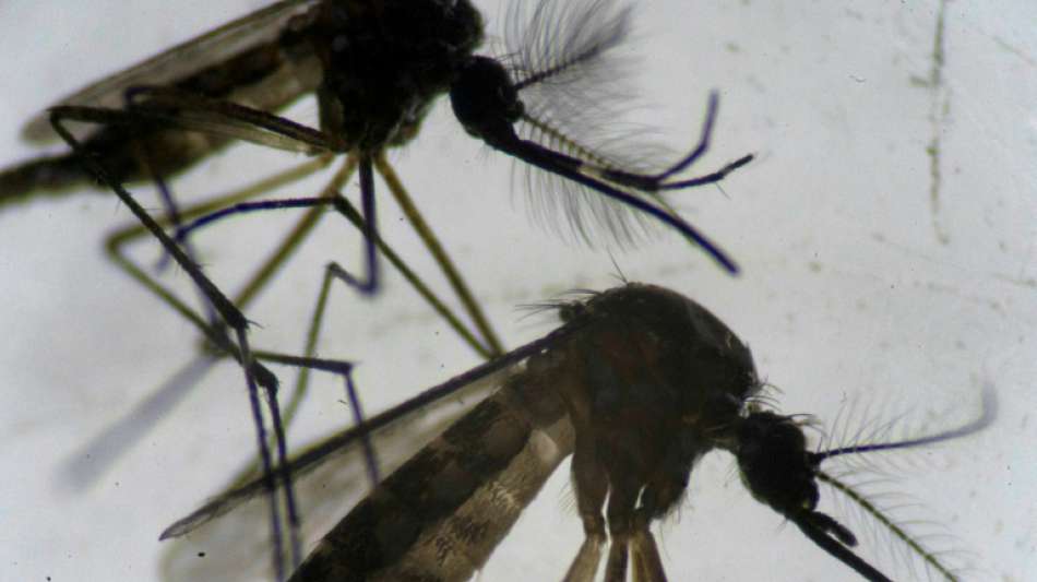Mücken-"Fabrik" soll in Australien entstehen
