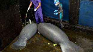 Unbekannte ritzen Seekuh in Florida "Trump"-Schriftzug in die Haut