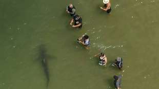 Dutzende Haie sorgen vor israelischer Küste für Aufsehen