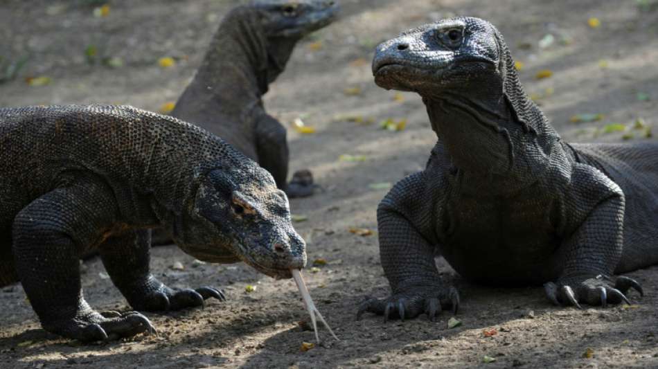 Indonesien rückt von Sperrung der Insel Komodo für Touristen ab