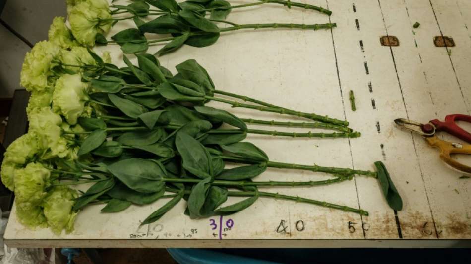 Floristinnen und Floristen bekommen fünf Prozent mehr Lohn