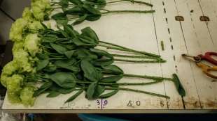Floristinnen und Floristen bekommen f&uuml;nf Prozent mehr Lohn