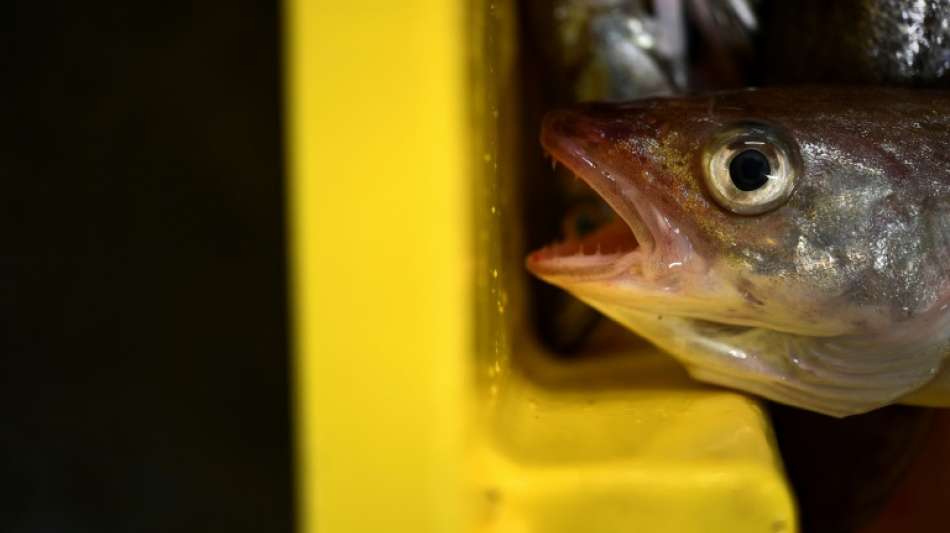 Hering und Dorsch 2022 nur als Beifang in der Ostsee erlaubt