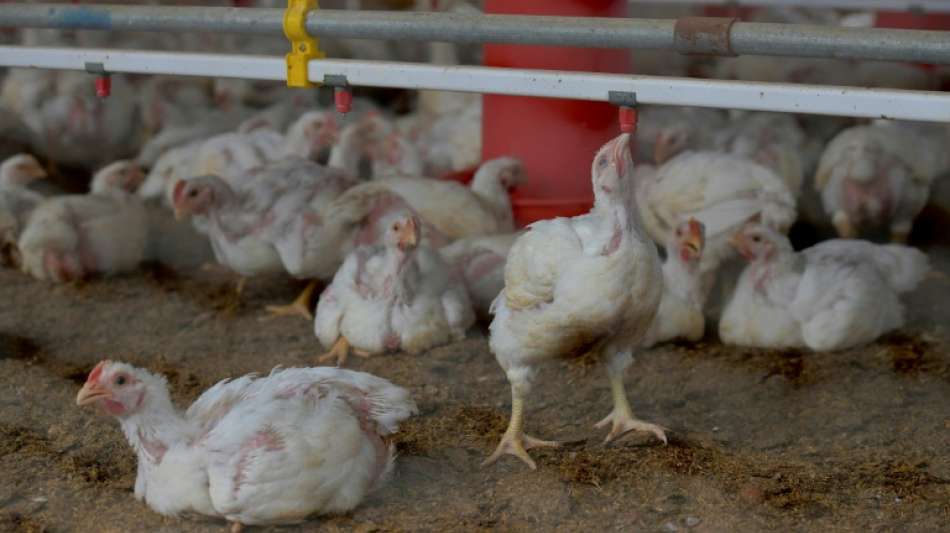 Gefl&uuml;gelpest bei Putenbestand in Brandenburg festgestellt