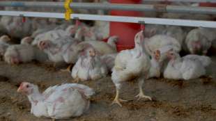Gefl&uuml;gelpest bei Putenbestand in Brandenburg festgestellt
