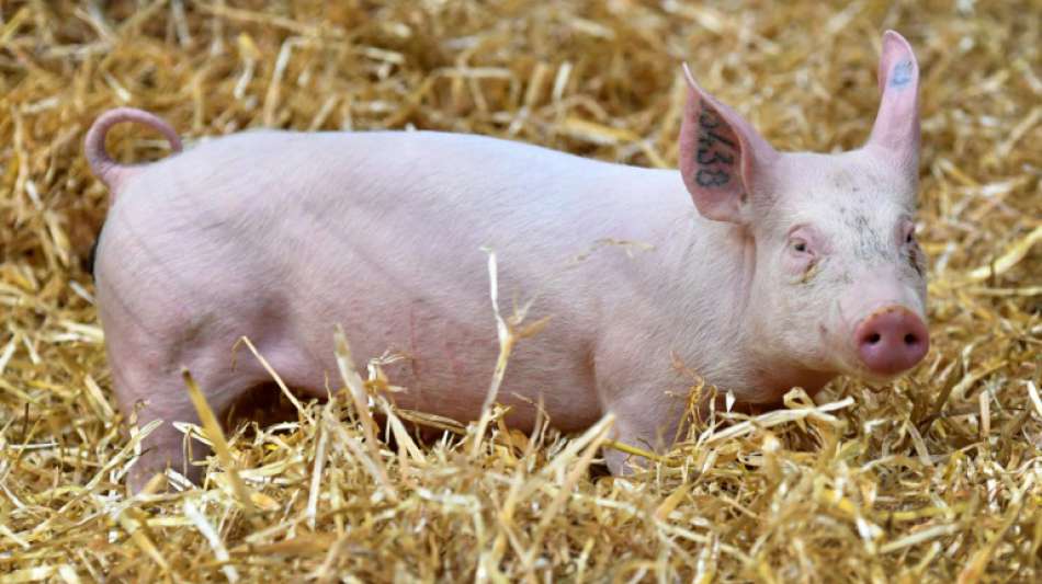 Forscher halten Impfung von Ferkeln statt Kastration für vielversprechend 
