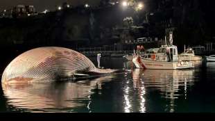 Riesiger Wal-Kadaver vor s&uuml;ditalienischer K&uuml;ste entdeckt