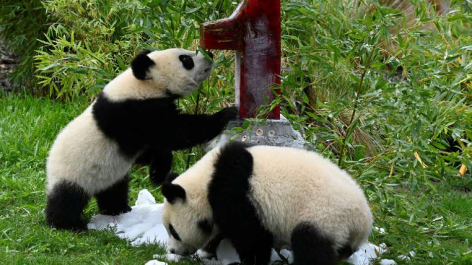 Berliner Panda-Zwillinge feiern ersten Geburtstag