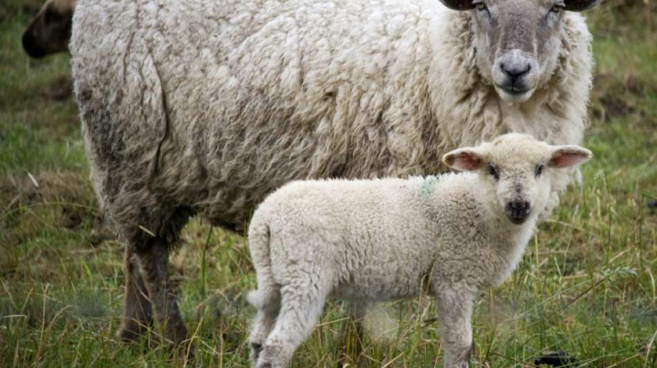 Besonders brutaler Fall von Tierqu&auml;lerei in Baden-W&uuml;rttemberg