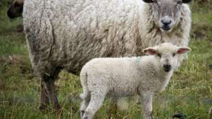 Besonders brutaler Fall von Tierquälerei in Baden-Württemberg