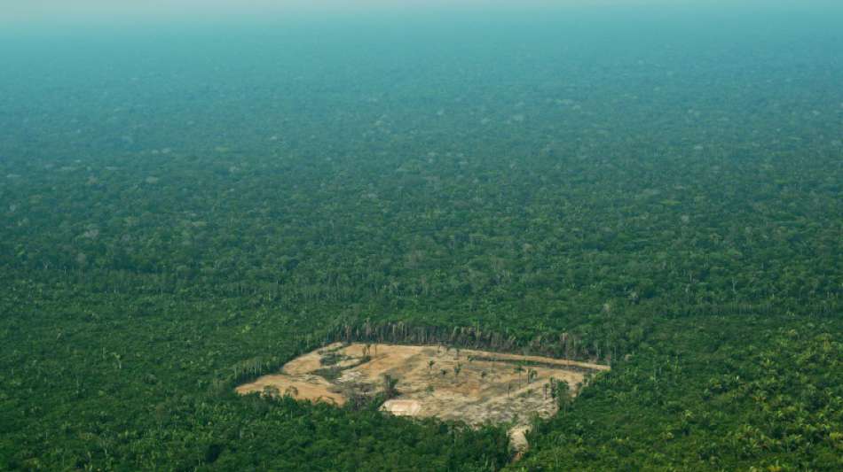 Vernichtung von Regenwald in Brasiliens Amazonasgebiet um 93 Prozent angestiegen