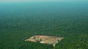 Entwaldung im brasilianischen Amazonasgebiet um 93 Prozent angestiegen