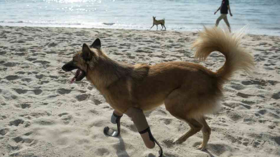 Ein "Blade Runner"-Hund am Strand von Phuket
