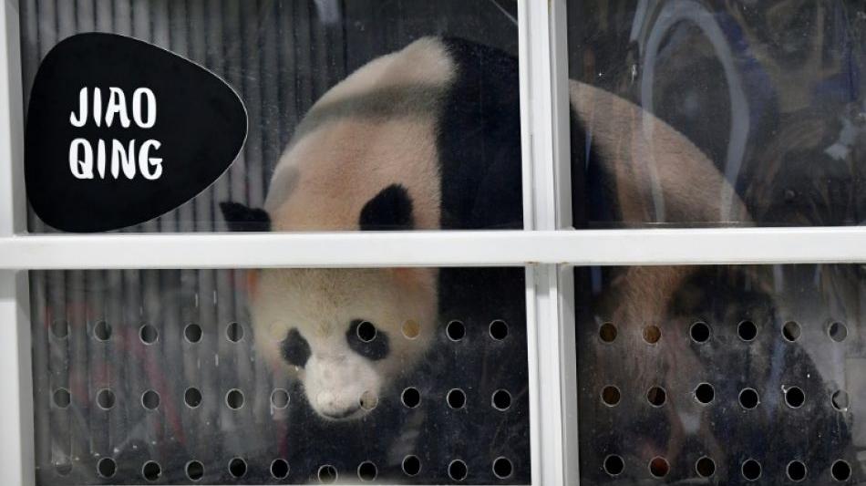Pandas erkunden neue Behausung in Berliner Zoo 