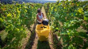 Weltweite Weinproduktion in diesem Jahr "extrem niedrig"