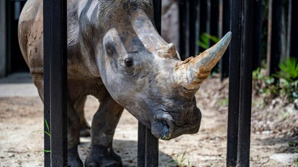 Digitales Rhinozeros-Horn in S&uuml;dafrika als NFT versteigert
