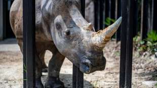 Digitales Rhinozeros-Horn in S&uuml;dafrika als NFT versteigert