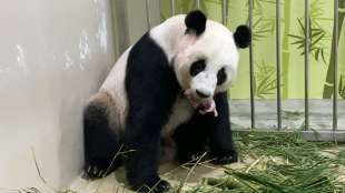 Erstmals Panda-Nachwuchs in Singapur