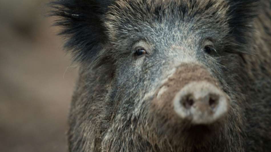 Elf Wildschweine bei Autobahnunfall in Rheinland-Pfalz getötet