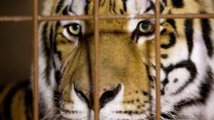 Zirkusdompteur von Tigern in Italien getötet 