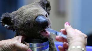 Sorge um hunderte Koalas in Australien wegen Buschbränden