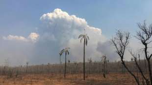 Schon mehr als vier Millionen Hektar durch Waldbrände in Bolivien zerstört