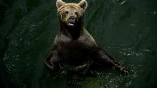 Tierschützer freuen sich über Flucht von Braunbär in Italien
