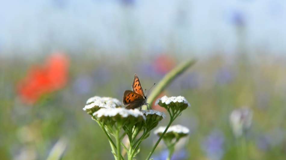 EU-Kommission verklagt Deutschland f&uuml;r unzureichenden Schutz von Blumenwiesen