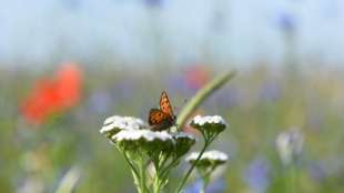 EU-Kommission verklagt Deutschland f&uuml;r unzureichenden Schutz von Blumenwiesen