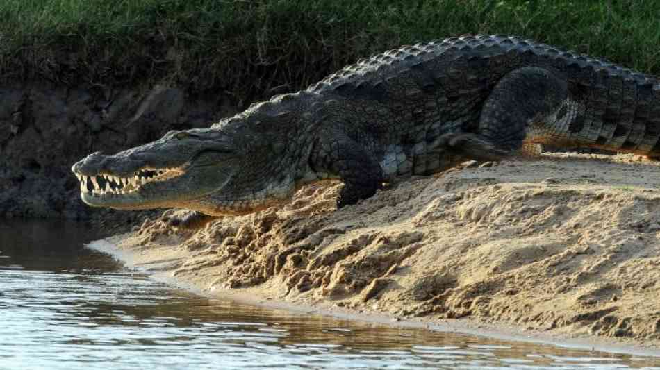 Medien: Britischer Journalist in Sri Lanka von Krokodil getötet