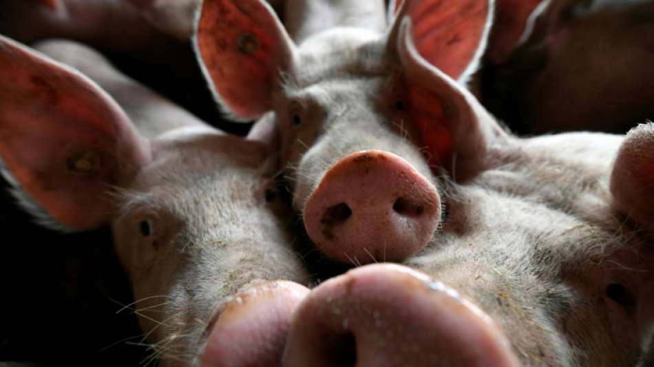 Landwirtschaftsministerium verstärkt Prävention gegen Afrikanische Schweinepest