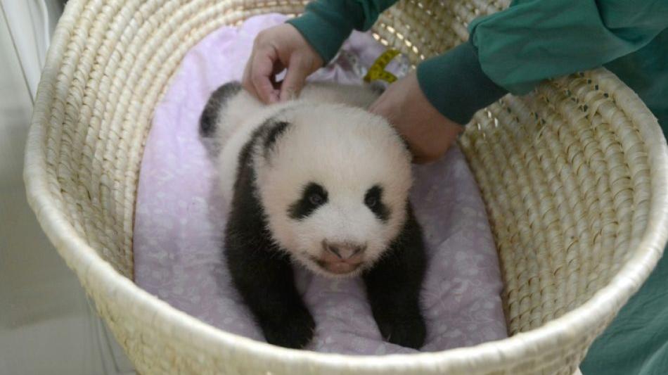 Japan - Ueno-Zoo: Süßer und kuschliger, es ist ein Panda-Mädchen