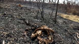 Schätzungen: Mehr als zwei Millionen Wildtiere bei Bränden in Bolivien gestorben