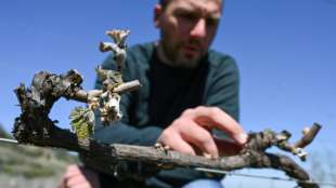 Mit Feuern gegen den Frost im Frühling