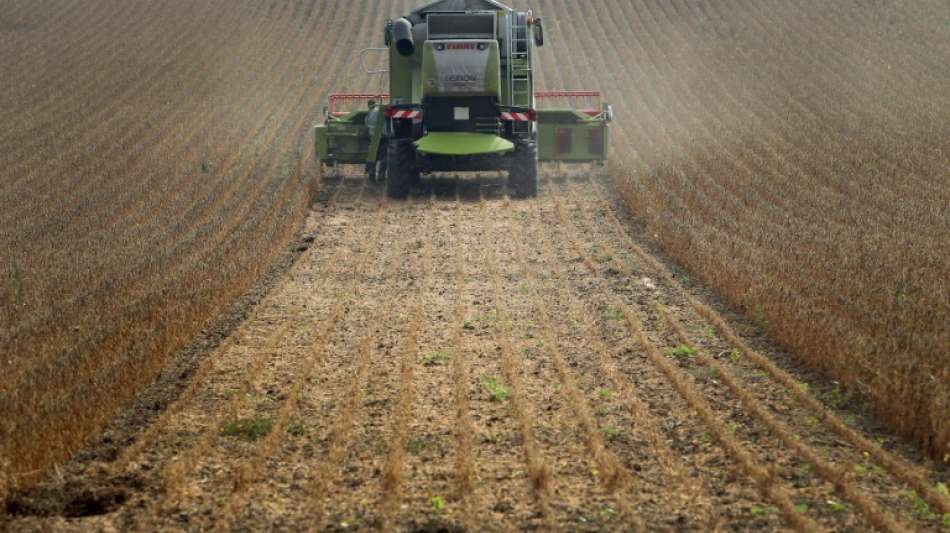Europas Landwirte pflanzen mehr Hülsenfrüchte wie Soja und Lupinen