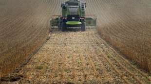 Europas Landwirte pflanzen mehr Hülsenfrüchte wie Soja und Lupinen