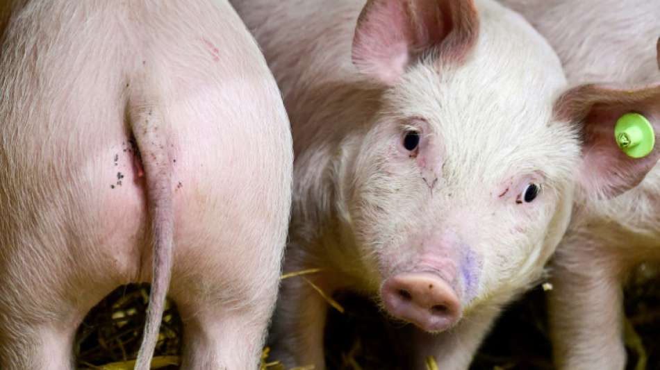 Unbekannte werfen totes Schwein aus Hubschrauber in Schwimmbad