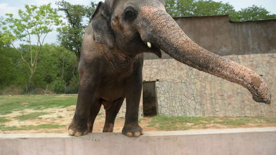 Cher freut sich überschwänglich über Verlegung von einsamem Elefanten Kaavan