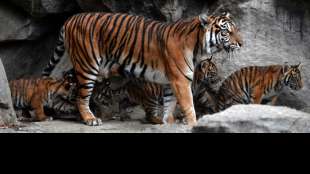 Indonesischer Bauer von Sumatra-Tiger getötet