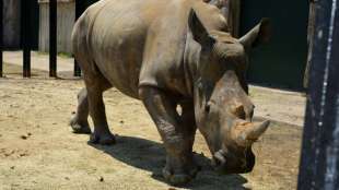 Nashorn-Dame mit dreimonatiger Corona-Versp&auml;tung nach Japan gereist