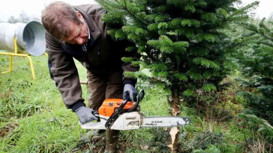 Soziales: Weihnachtsbäume sind nicht teurer als letztes Jahr