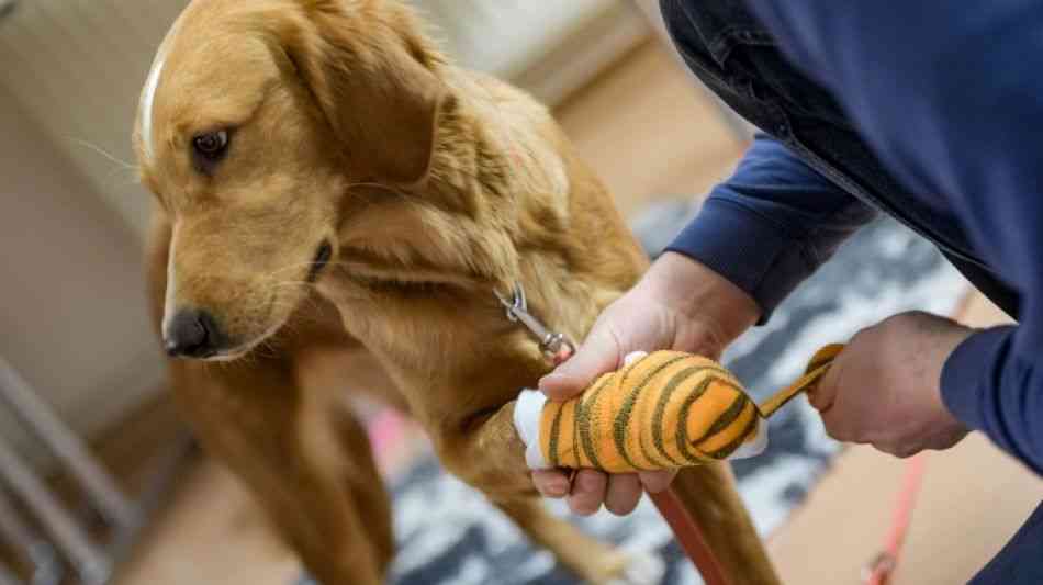 Gericht: Gebrochenes Bein beim Hund ist nicht die Schuld des Ballwerfers 