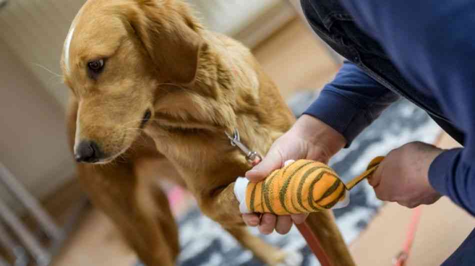 Gericht: Gebrochenes Bein beim Hund ist nicht die Schuld des Ballwerfers