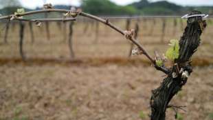 Paris hilft Bauern nach Kälteeinbruch mit einer Milliarde Euro