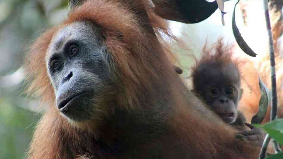 Neue Orang-Utan-Art auf indonesischer Insel Sumatra entdeckt