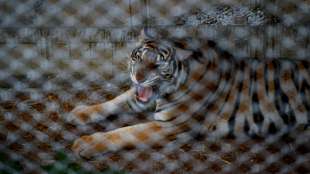 Zwei Italiener nach Tiger-Transport in Polen wegen Tierquälerei angeklagt